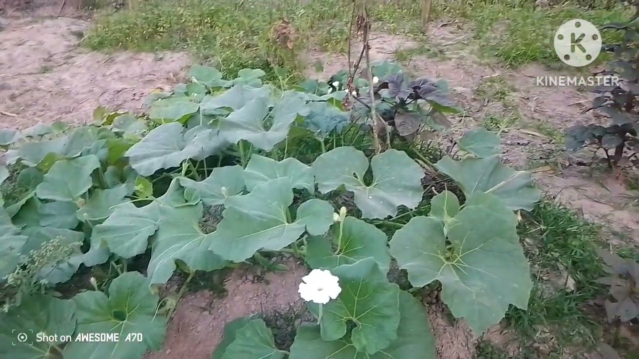 মাচায় লাউ, করলা,শিম আসছে