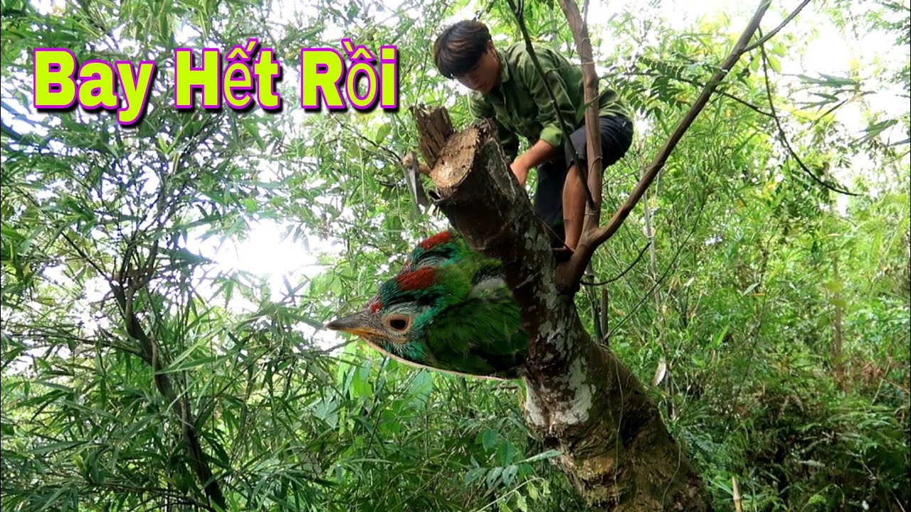 Rất Tiếc Tổ Chim Cu Rốc V&agrave; Ưng Ấn Qua Tay | D&acirc;n Tộc T&acirc;y Bắc Tv