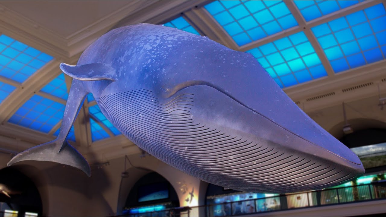 What Color Is a Blue Whale?