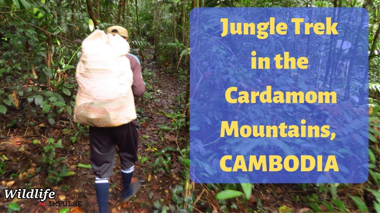 Multi-day jungle trek in the Cardamom Mountains, Cambodia [2018]