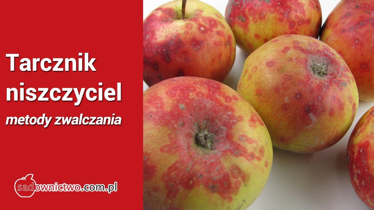 Tarcznik niszczyciel - jak zwalczyć w sadzie ?