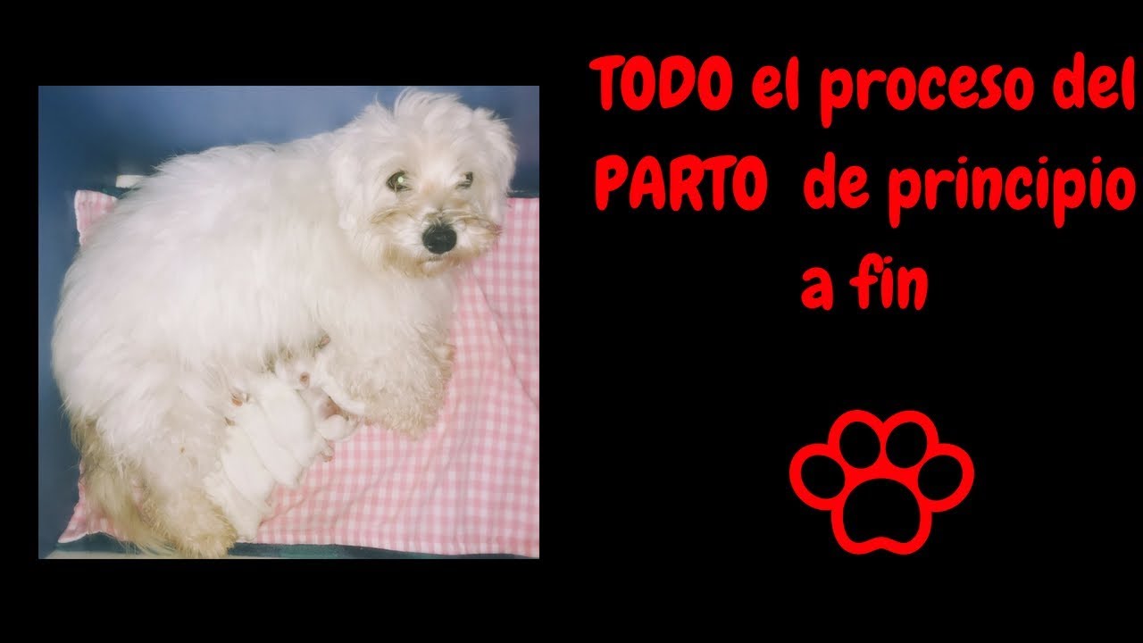 Parto del perro, parto canino