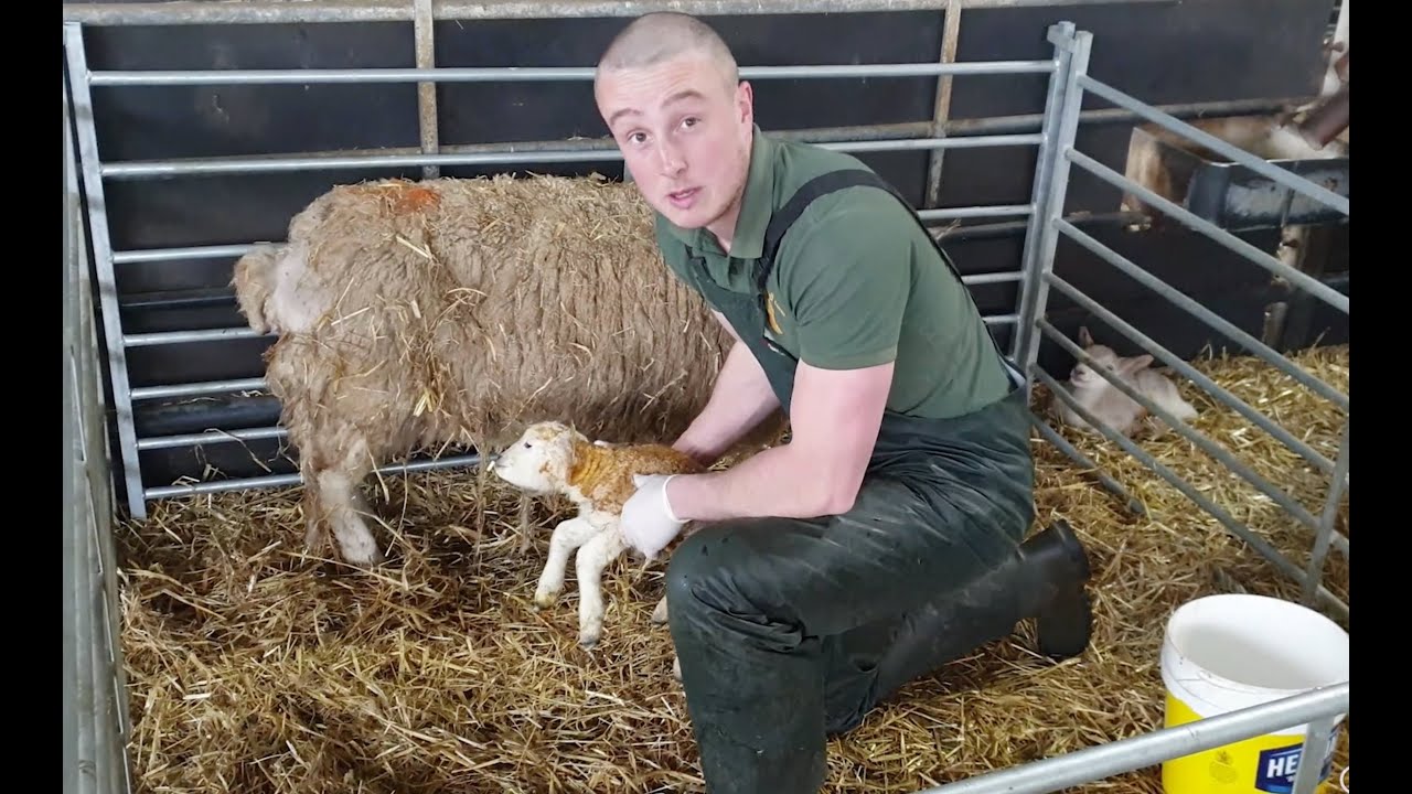 A Baby Born In A Bag (Lambing During Lockdown - Cannon Hall Farm)