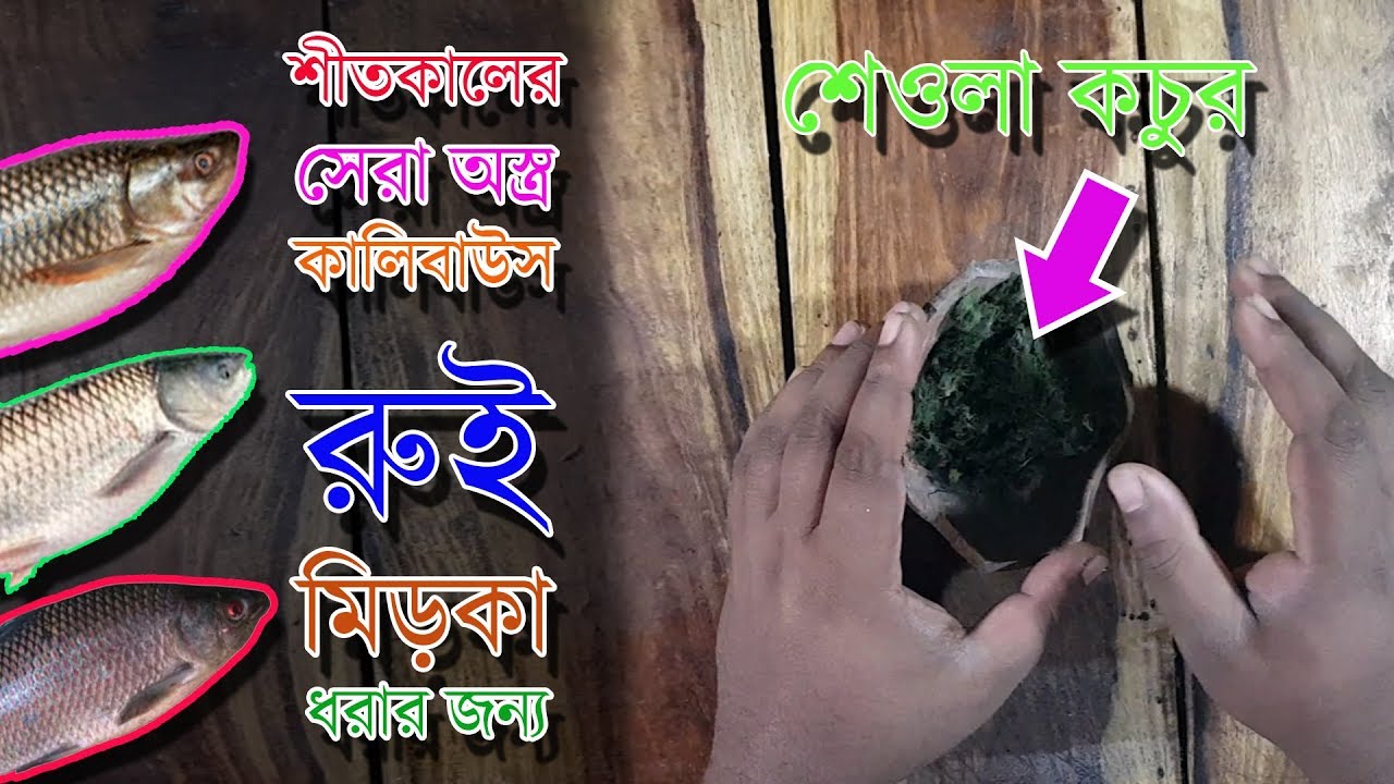 শীতকালের অস্ত্র কালিবাউস রুই ম্রিগেল মাছের শেওলা কচুর Fishing Technique Bait Shewla Kochur Kalivaush