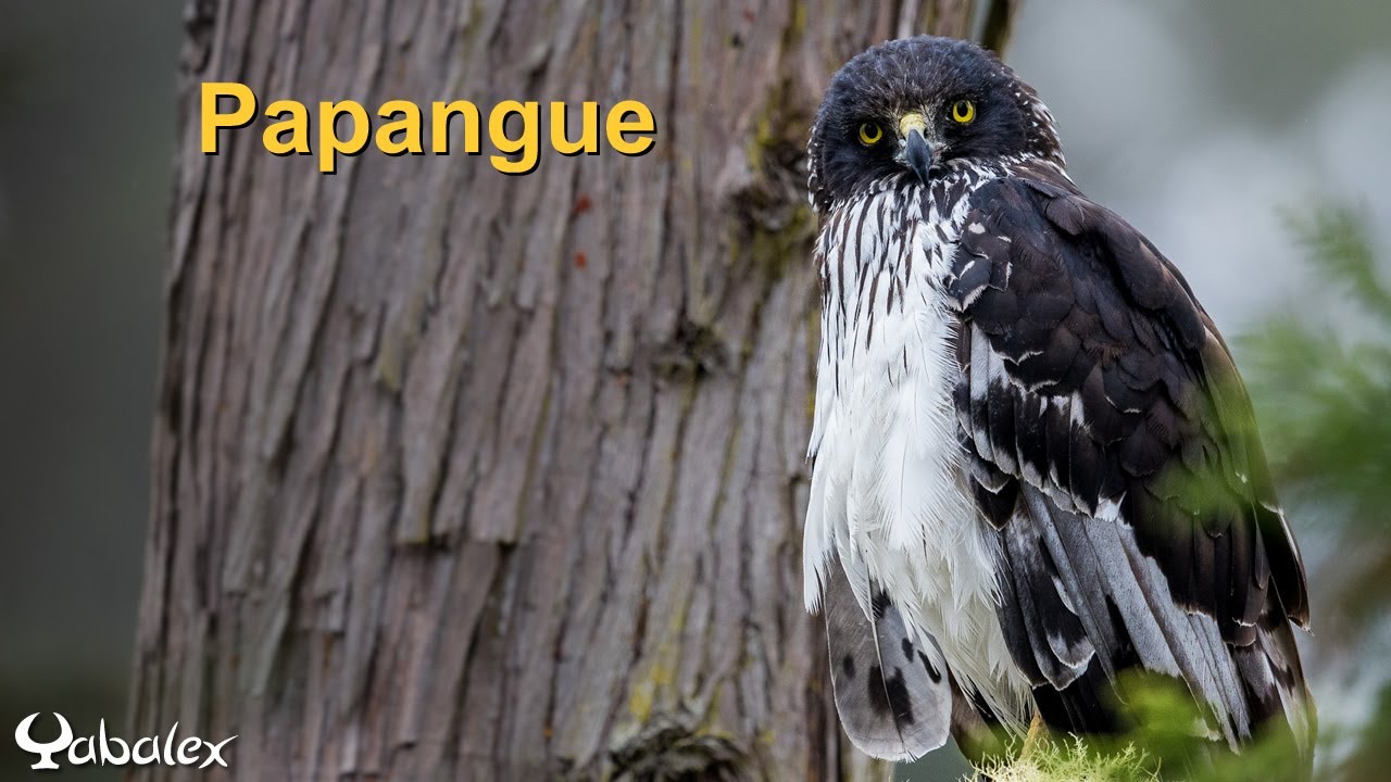 Rapace en danger : Papangue (Busard de Maillard) - Yabalex
