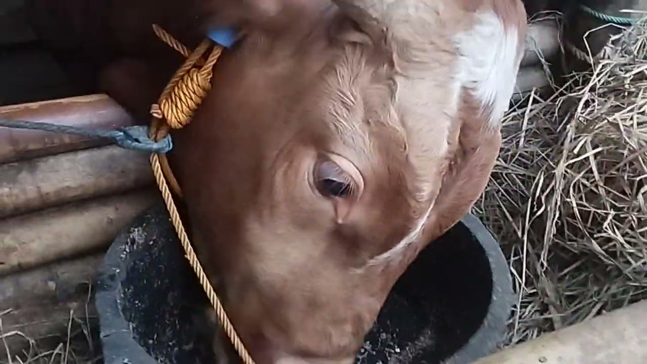 RESIKO KANDANG DARI BAMBU?!#sapi #sapigemuk #cow #sapipedaging #ternak #sapimakan #sapilucu #appsi