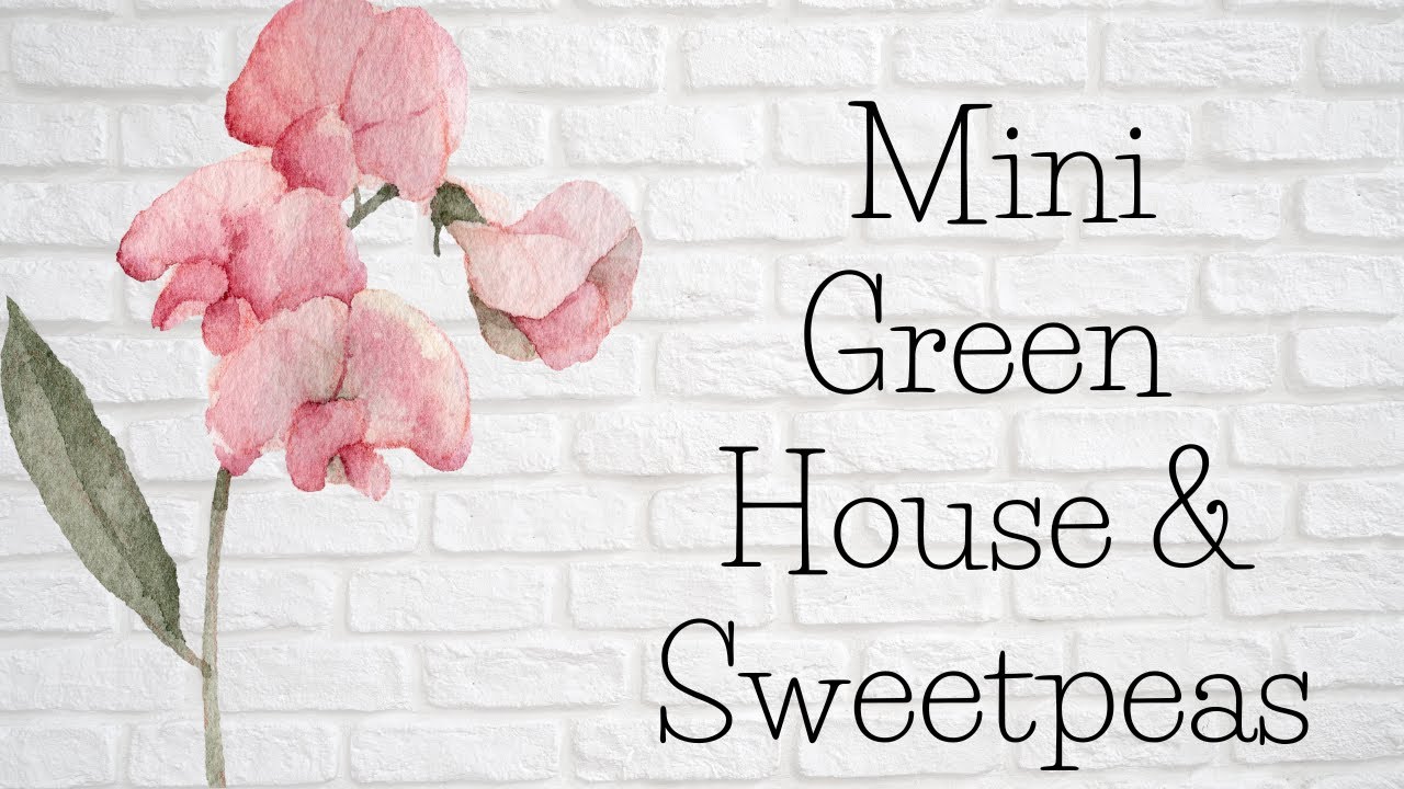 Мини-теплица и душистый горошек | Экономная жизнь