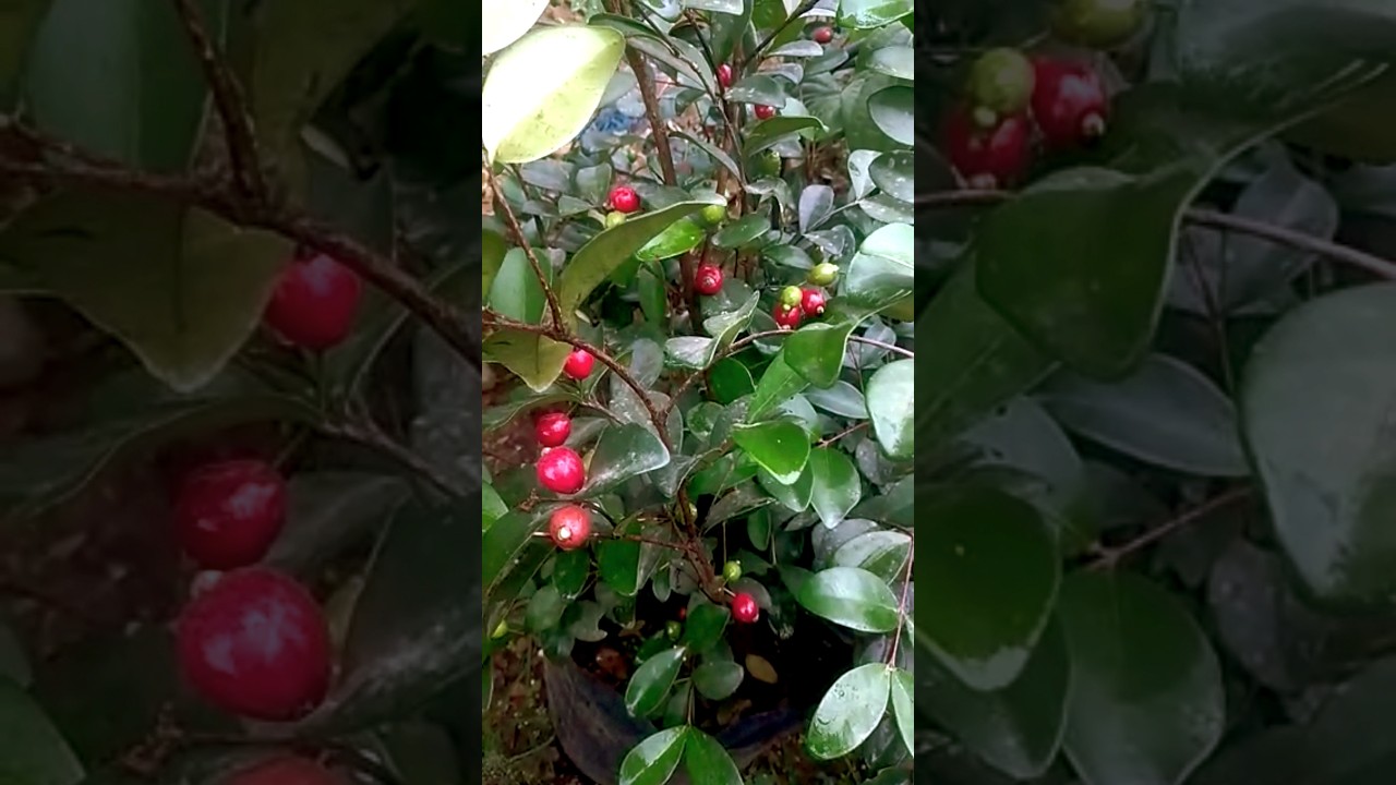 Cedar bay cherry