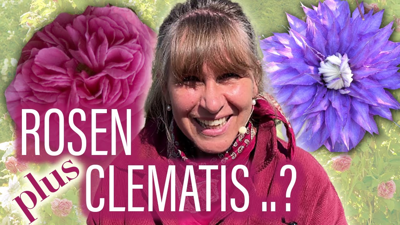 CLEMATIS – ideale ROSEN-Begleiter 🌸🌞🌹 TOP Kombinations-Tipps von Stefanie Körner