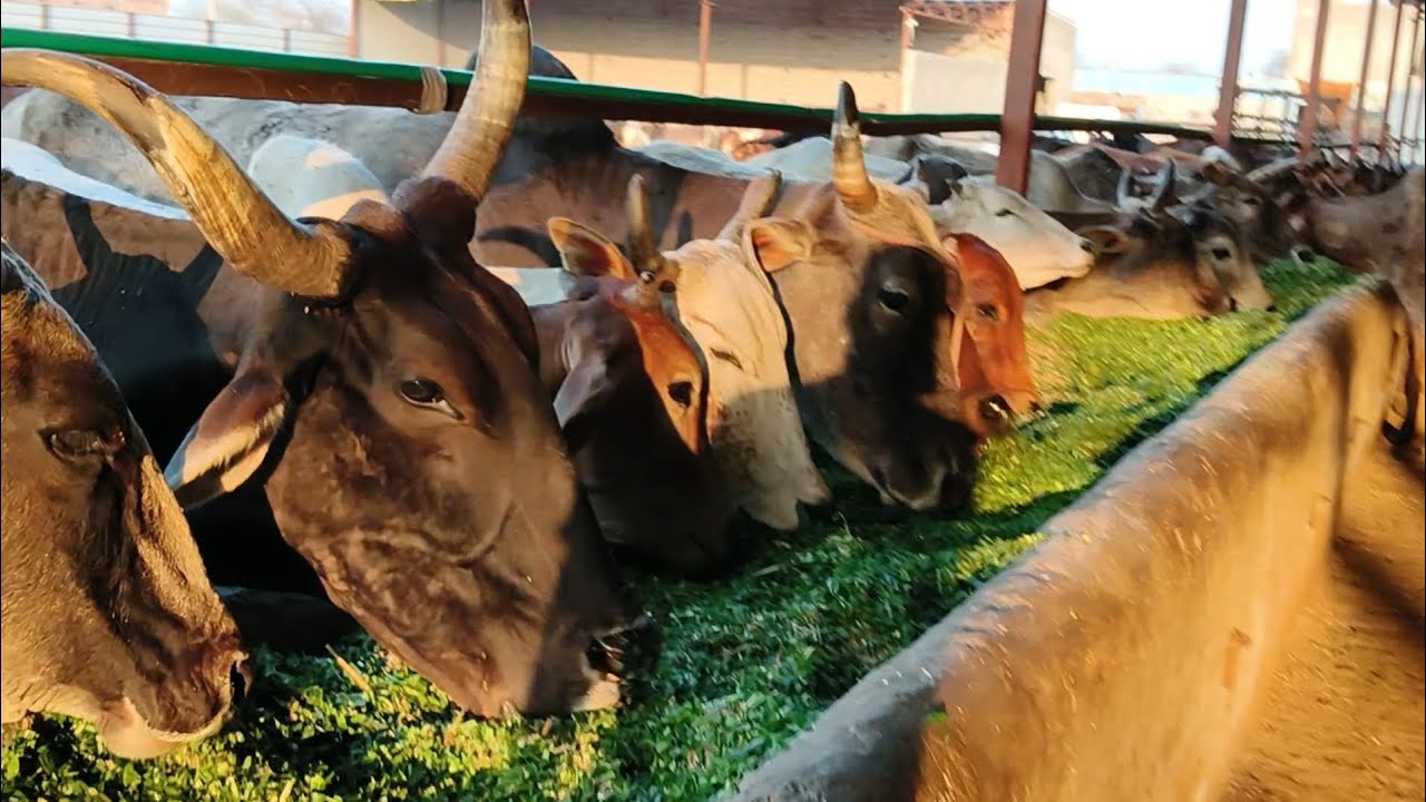 🙏🥹#vlog#animals  Shri Shyam viklang gaushala bhai aapko ek bhi usse kuchh nahin hota