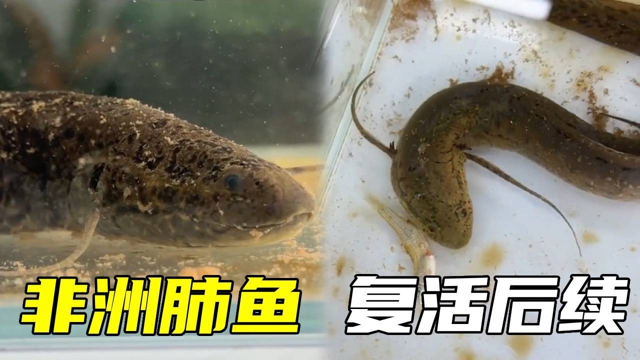 非洲肺鱼复活后续来了！状况一切良好，就是怎么能让他开口吃饭呢？！【鲁伟学长】