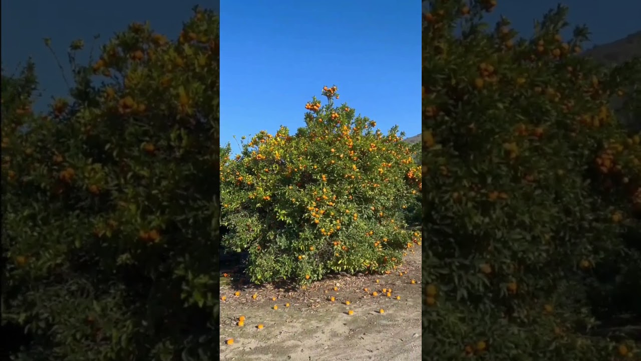 Los Campos de citricos 🍊