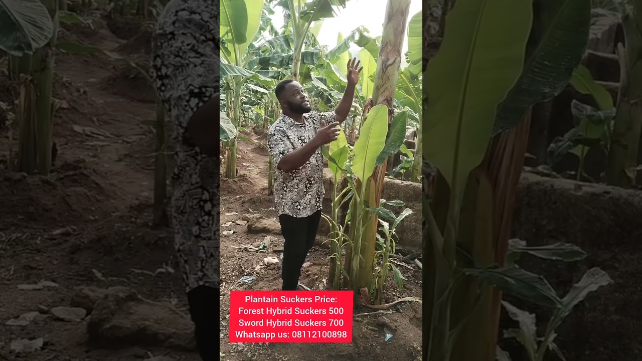 Quality Hybrid Plantain Suckers Sales Kicks Today! 