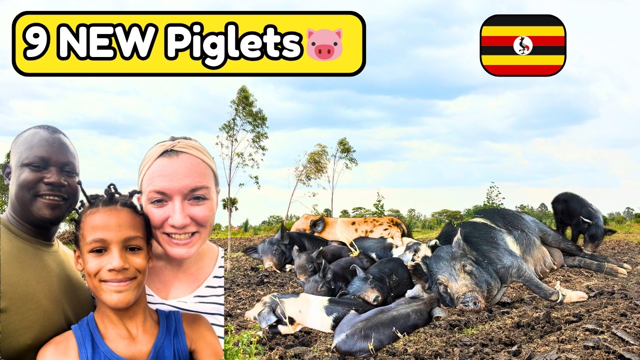 Meet Our 9 New Piglets 🐷 | Preparing Land in Uganda to Grow Feed for Our Chickens
