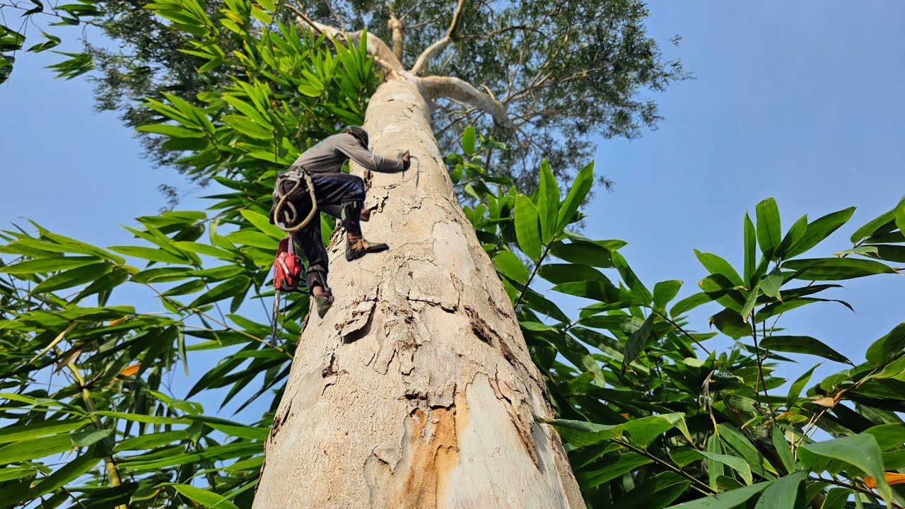 Cưa  cây  bạch  đàn ,Eucalyptus tree saw