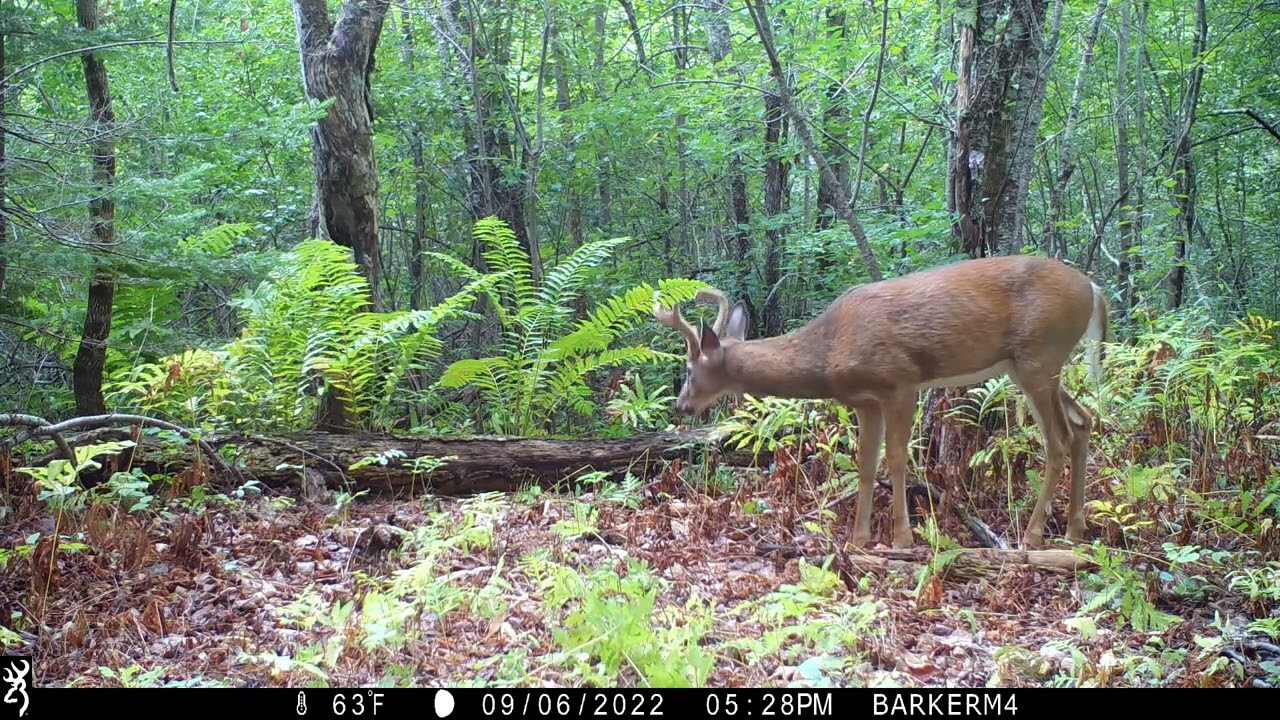 2022 Maine Wildlife Out and About Trail Camera Footage Part 2r