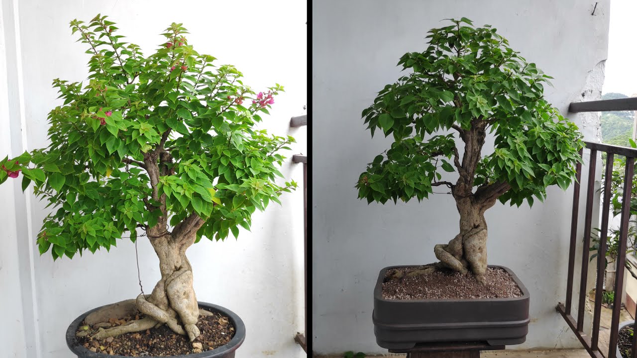 Bougainvillea Bonsai Repotting & Pruning