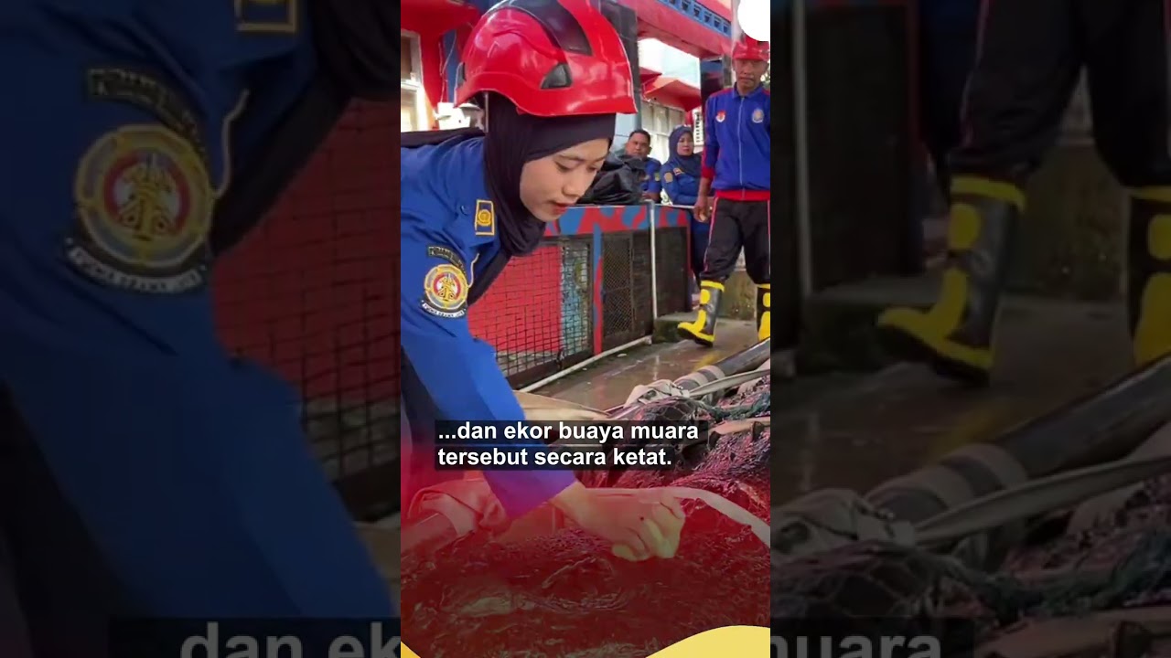 Buaya Raksasa Inhil Sepanjang 5,7 Meter Dievakuasi ke Tembilahan
