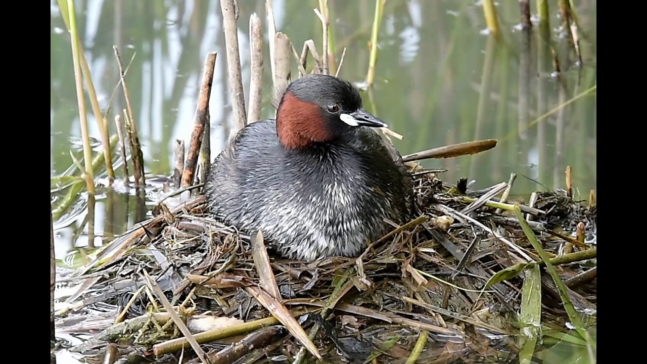 TUFFETTO  Come nascondere le uova...
