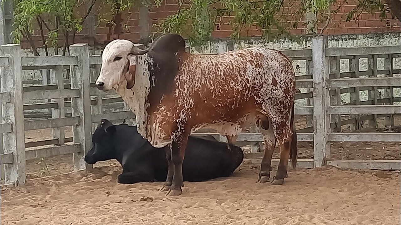FEIRA DO GADO EM CAMPINA GRANDE-PB 04-02-2026 