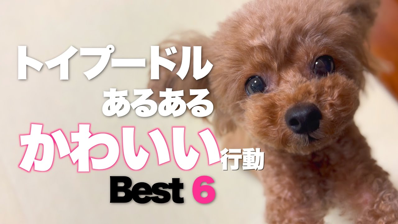 暮らして分かったトイプードルよくある行動　ベスト６