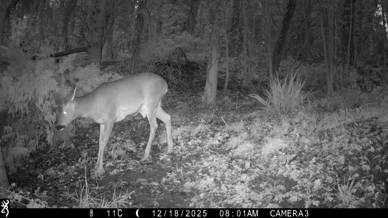 Observing roe deer resting