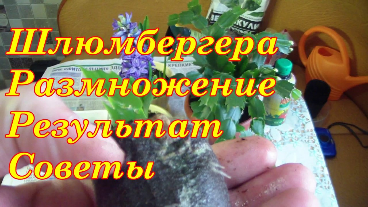 Декабрист из черенка. Отличный способ укоренения черенка.