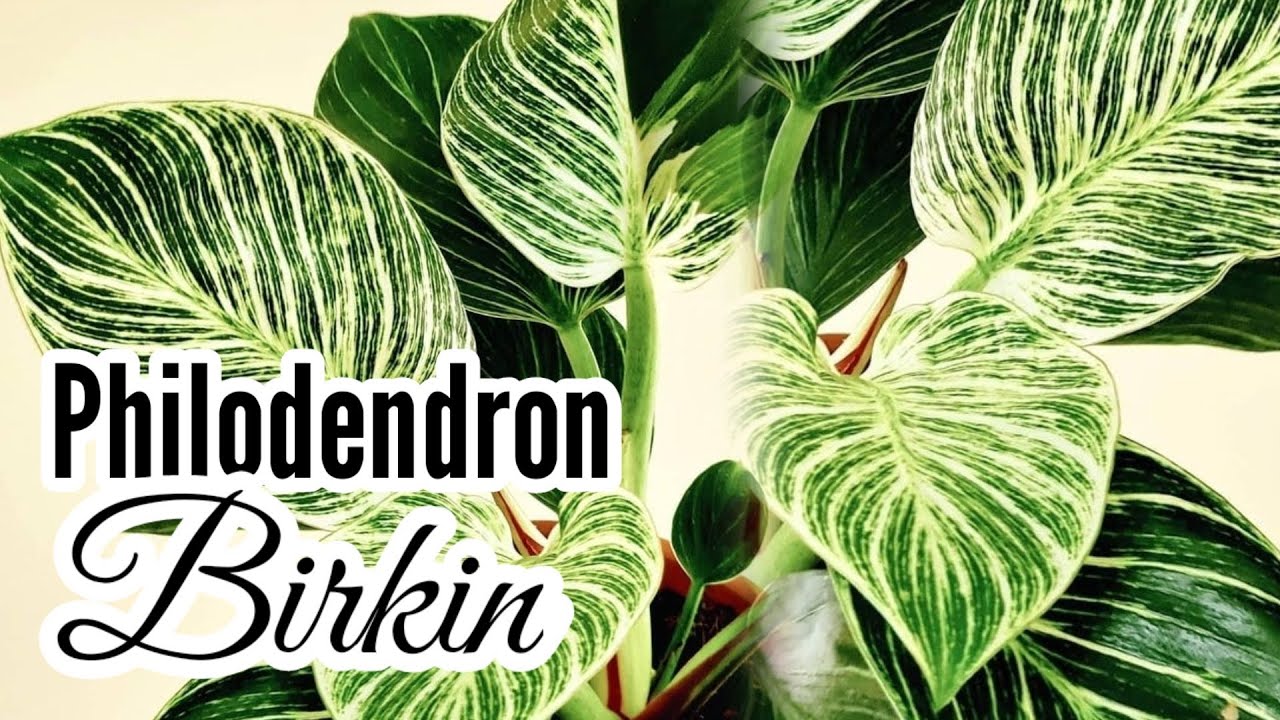 Philodendron Birkin | Complete Care Tips
