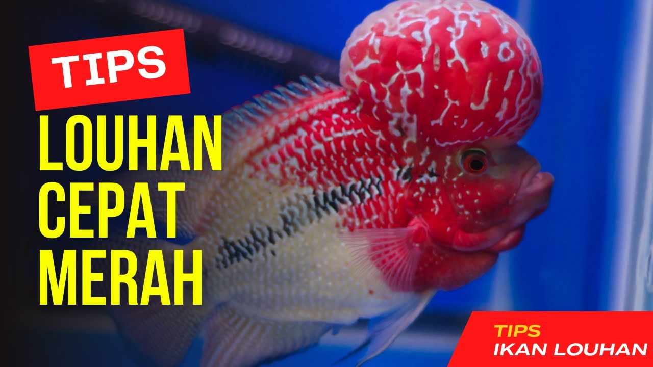 Tips Cara Louhan Cepat Merah Dan Cerah