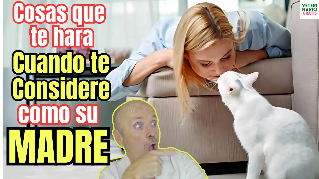 💝 SEÑALES CURIOSAS DE QUE TU GATO TE VE COMO SU MADRE O PADRE 💝