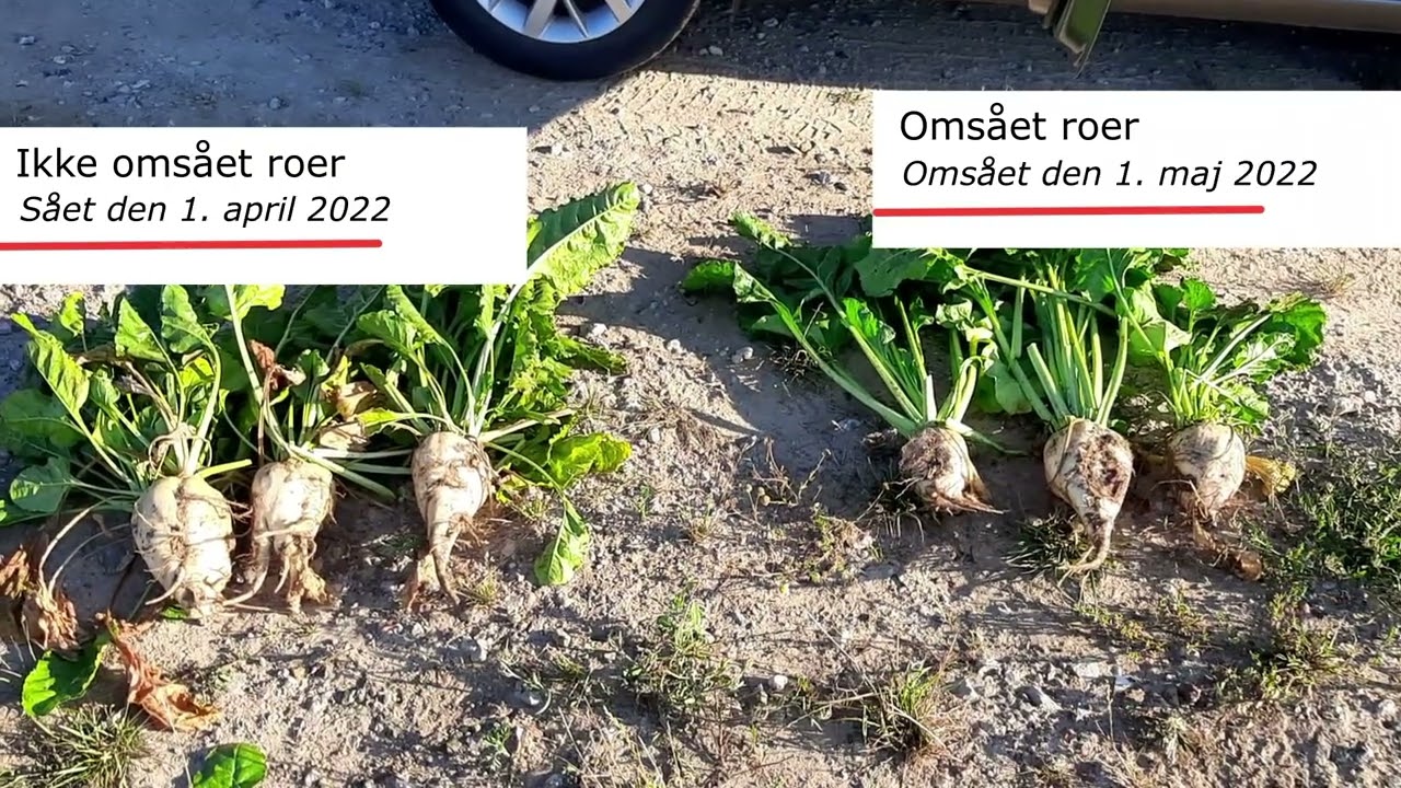 Forskel i roer 2022 | Tidligtsåede vs. omsåede roer