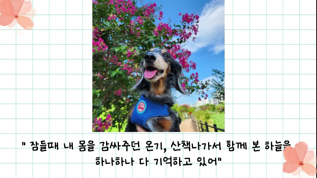 꼬꼬