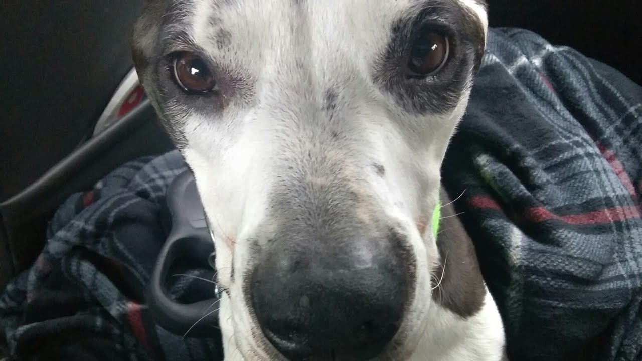 Canine Lymphoma Journey 3 of 3