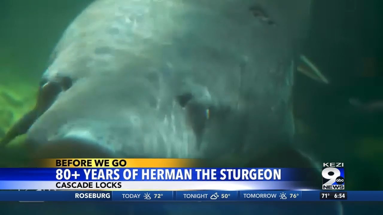 80+ Years of Herman the Sturgeon