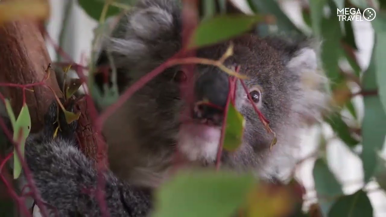 Australia & Nueva Zelanda - 18 Marzo 2025