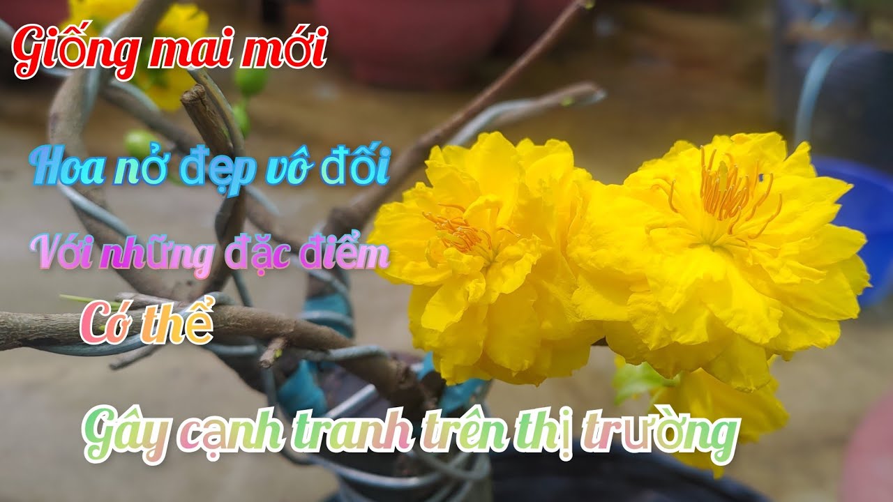 Mai c&uacute;c tri kỷ (c&uacute;c Vip) một giống mai mới b&ocirc;ng nở si&ecirc;u đẹp || Bonsai nam bộ