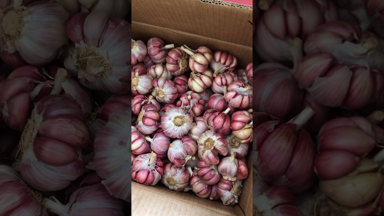 Alho roxo #alho