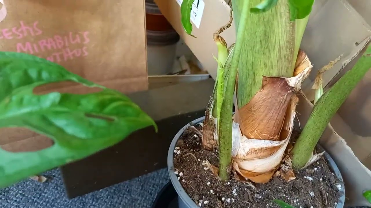 Новые растения #plants #цветущиеорхидеи #растения #цветы #garden #reptiles #flowers #сад 