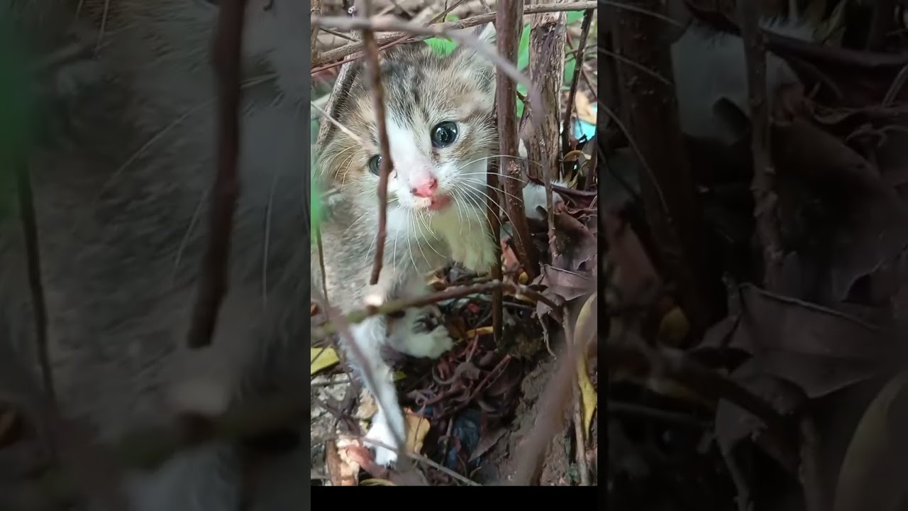 The Abandoned Kitten on a Tree