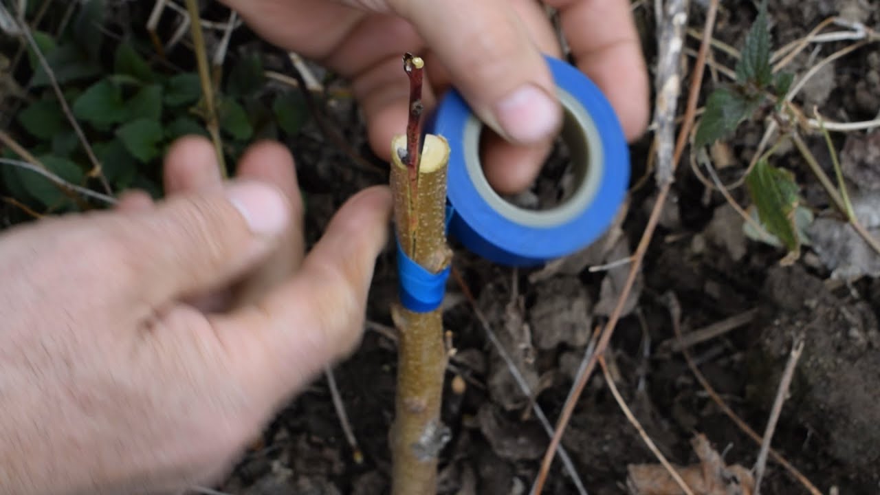 ПРИВИВКА ДЕРЕВЬЕВ В МАРТЕ.