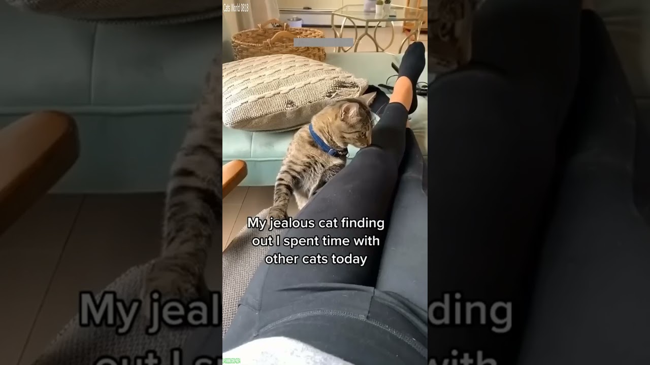 Funniest Cat 🐈‍⬛ #funny  🥰 # Episode 3778