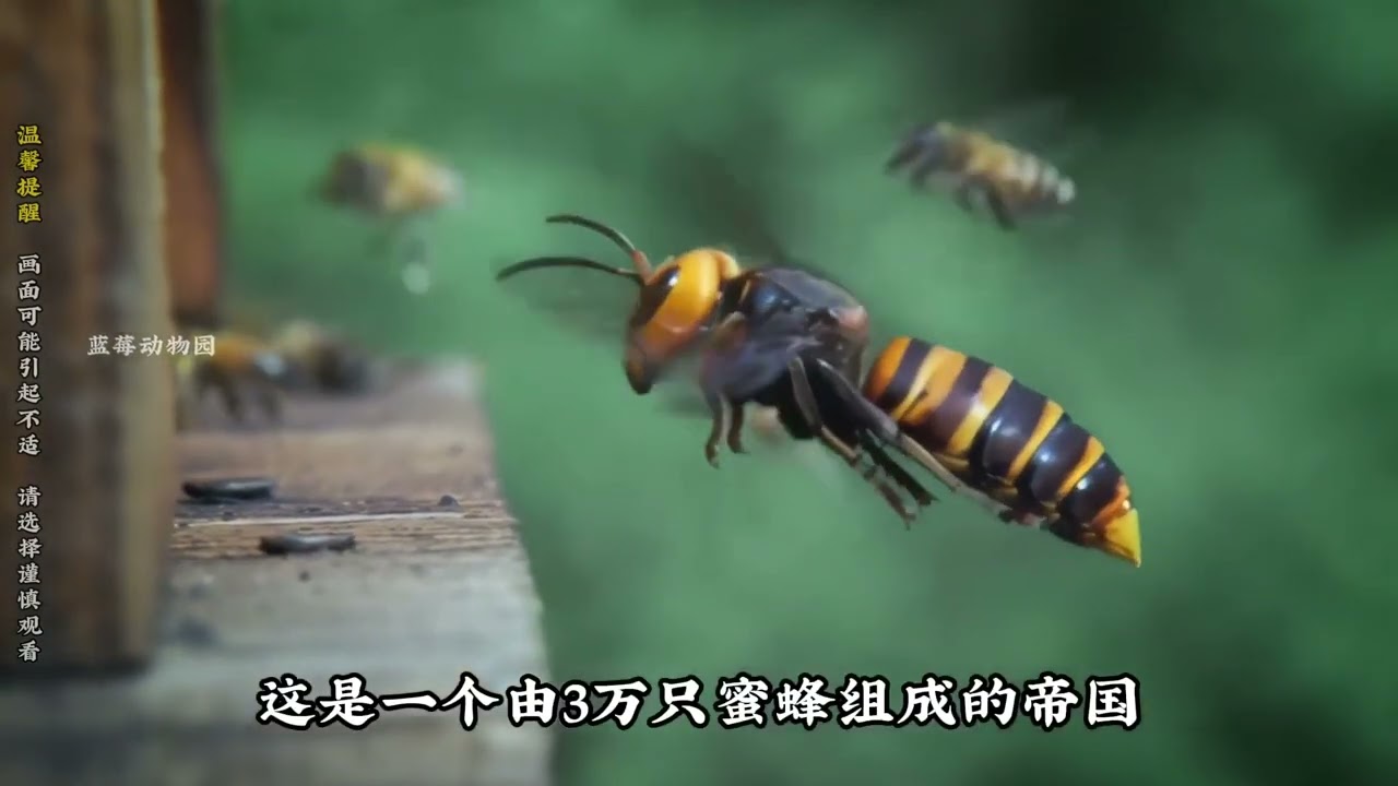 昆虫之间的较量也太神奇了。