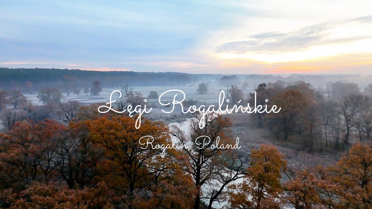 Łegi Rogalińskie, Rogalin, wielkopolska, Poland, dji mini 4 pro drone, 4k