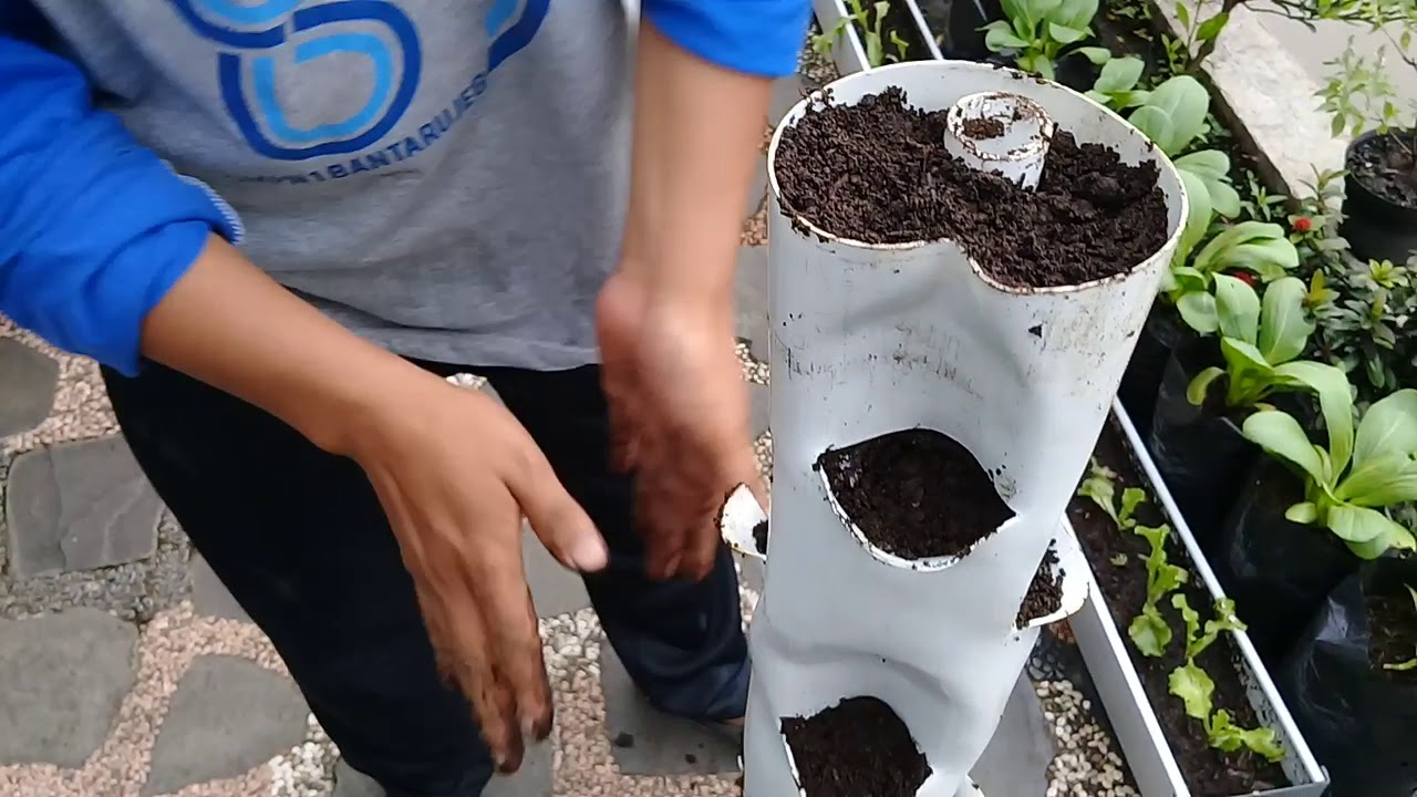 Tata cara menanam selada,pakcoy sistem vertikultur paralon pvc 3' (part 2)
