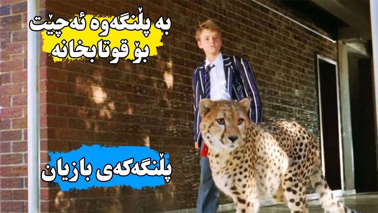 منداڵێک بڕیار ئەیات پڵنگێگ بەخێوبکات وە لەگەڵ خۆیا ئەیبات بۆ قوتابخانە تاوەکو بیپارێزێت-Duma