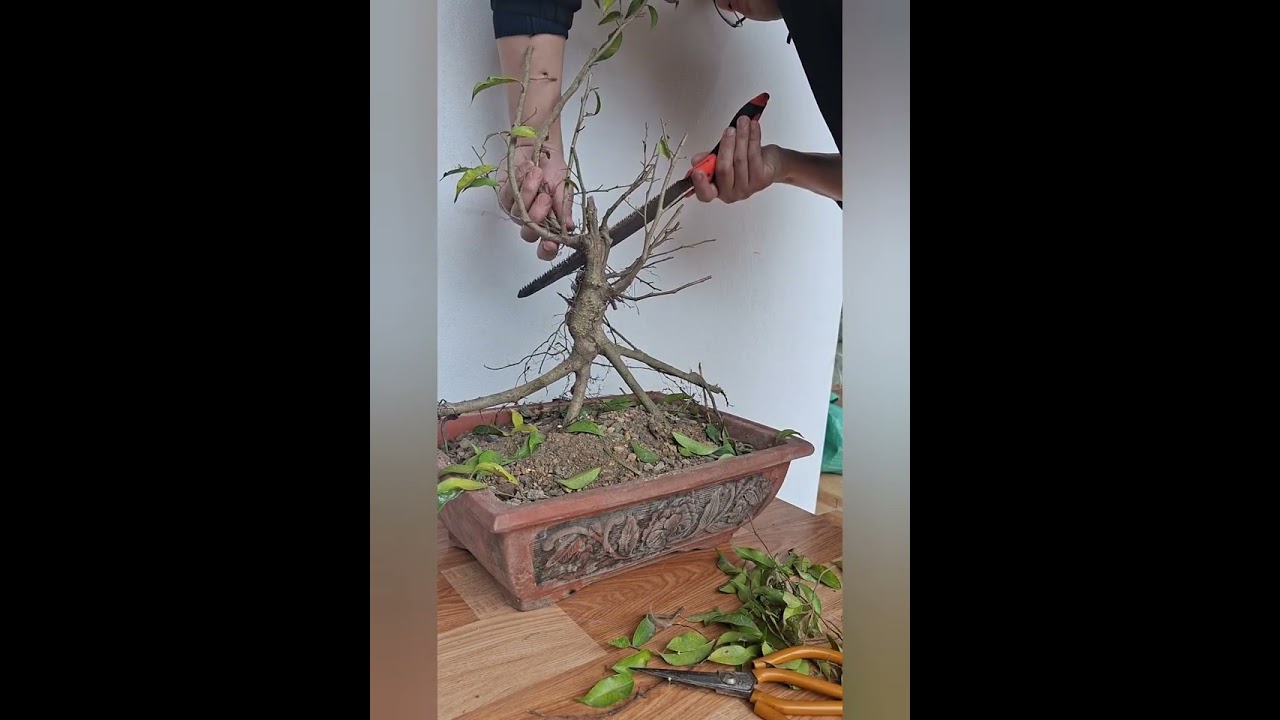 Học chơi cây bosai. Thực hành bằng cây sanh mọc bên đường.