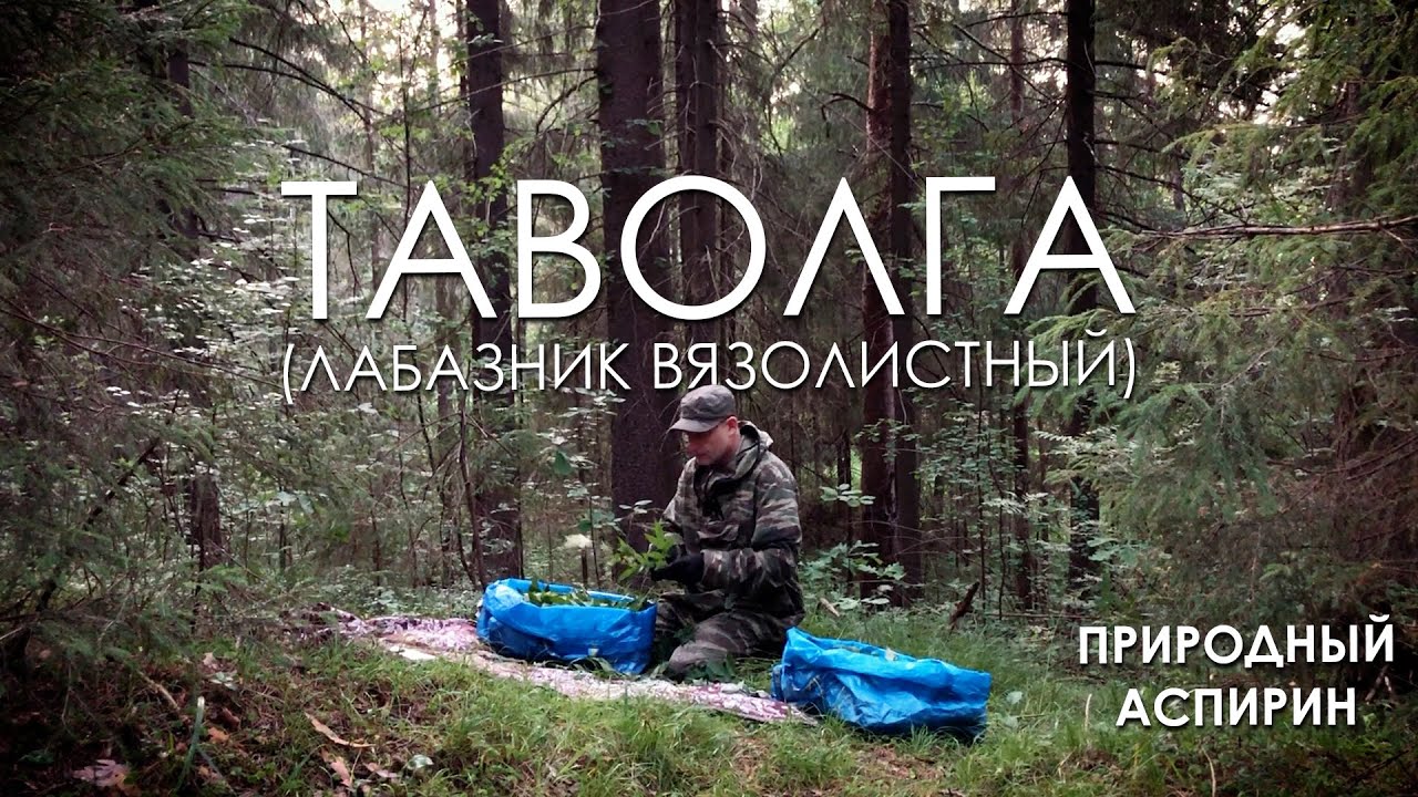 Растение Таволга | Как сделать русский травяной чай