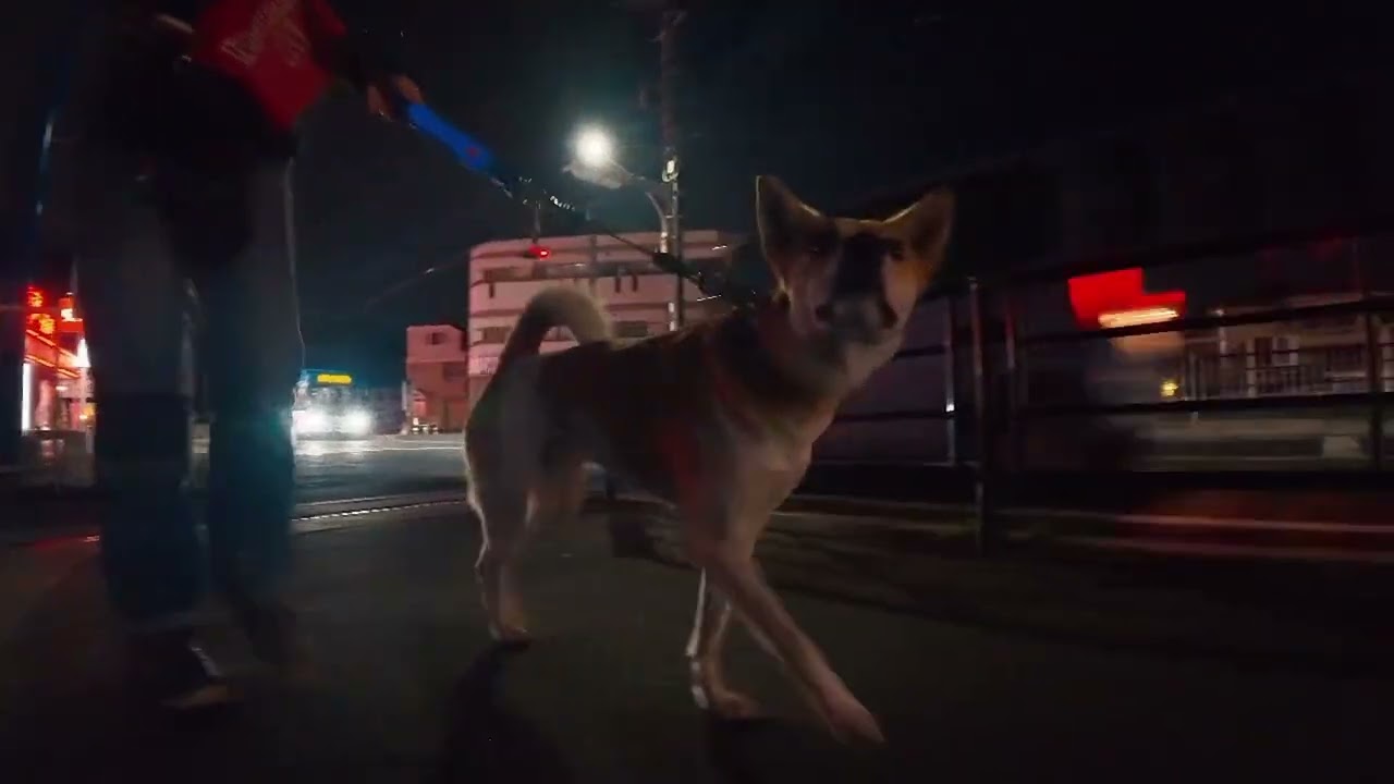 まったく散歩行きたがらない犬  #散歩 #犬 #中型犬