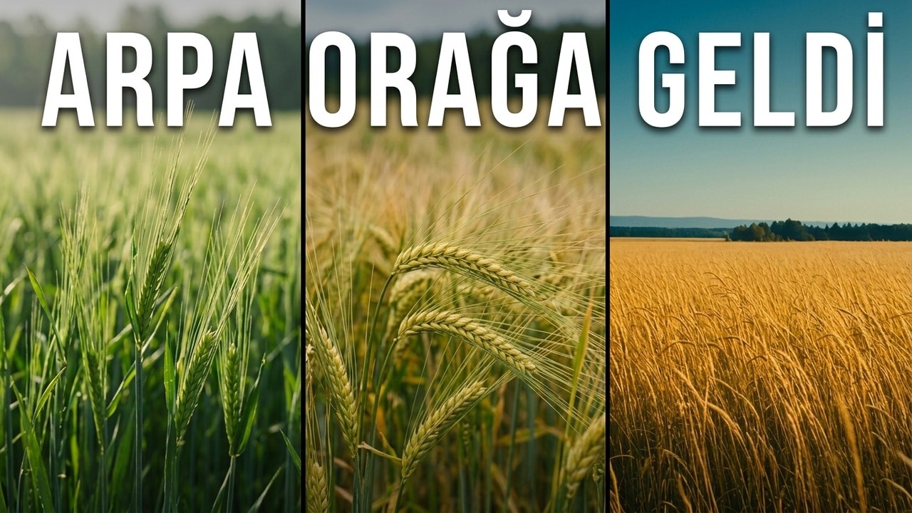 Arpa Orağa Geldi | Anatolian Folk Cover