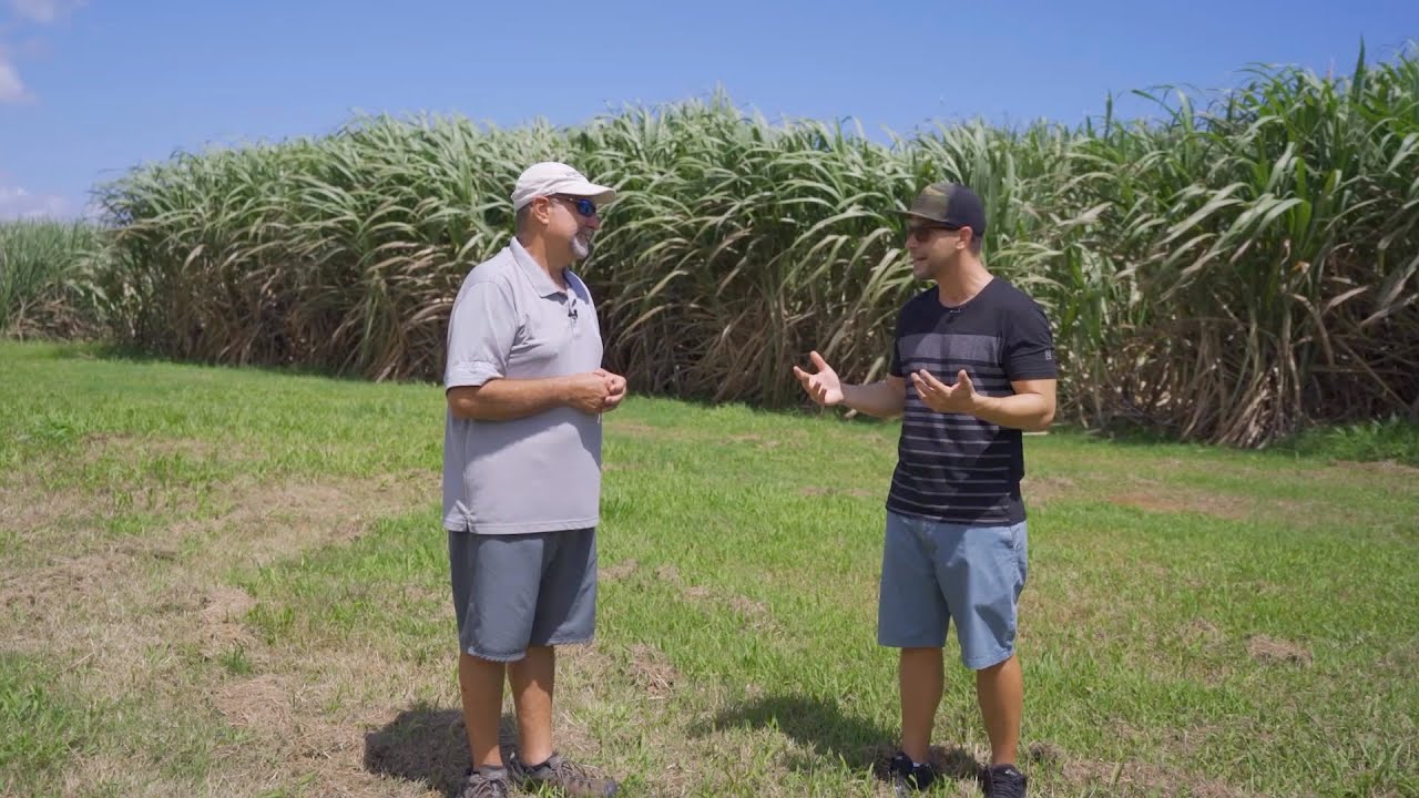 Hice Ron y coseché caña con San Juan Artisan Distillers
